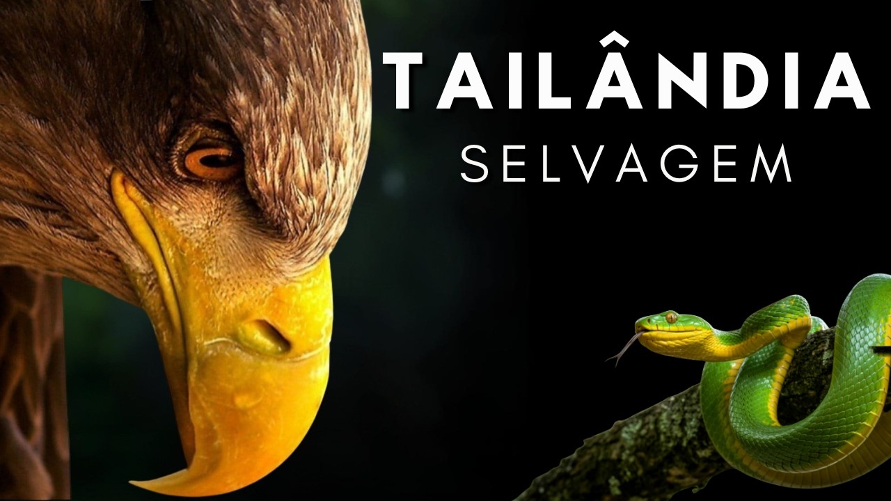 TAIL&Acirc;NDIA: Territ&oacute;rio Selvagem [Document&aacute;rio completo em 4K]