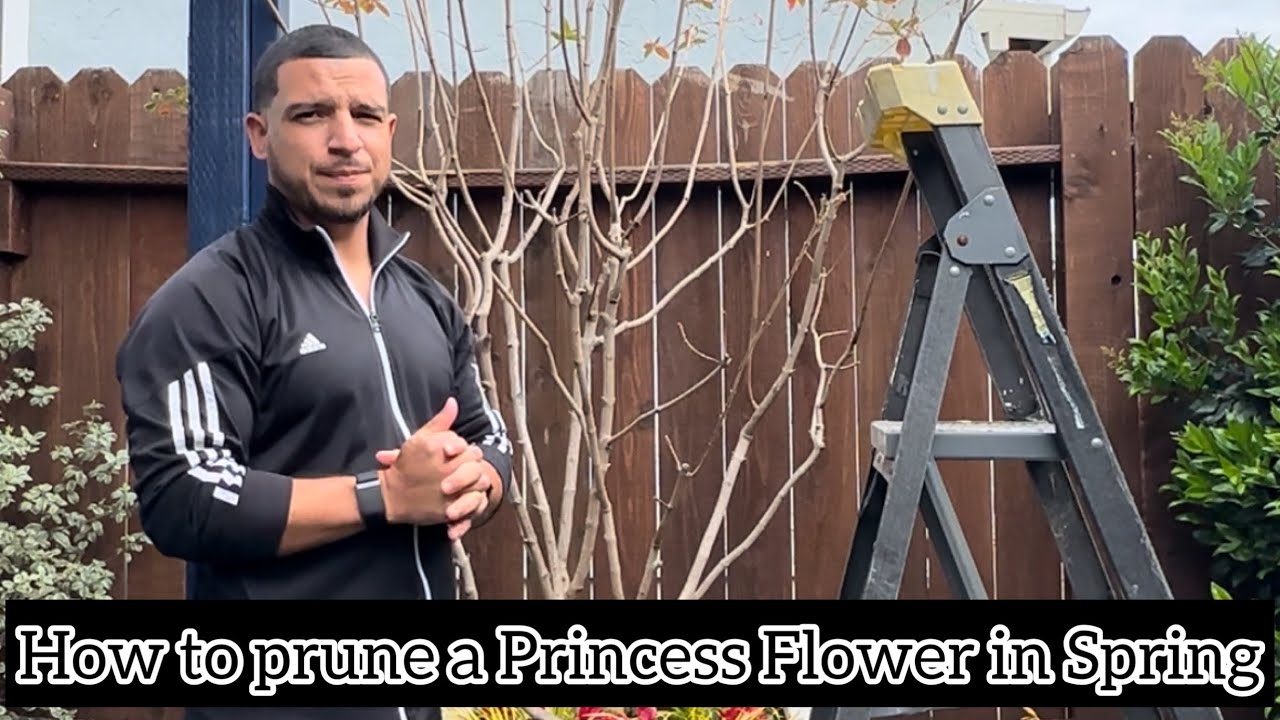How to prune a Tibouchina 'Princess Flower' tree in Spring