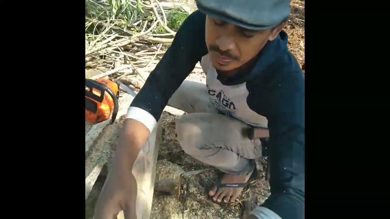 membelah kayu akor atau alkasia,yang keras.