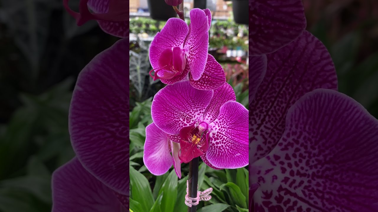 ORCHID INDOOR PLANT #SHORTS