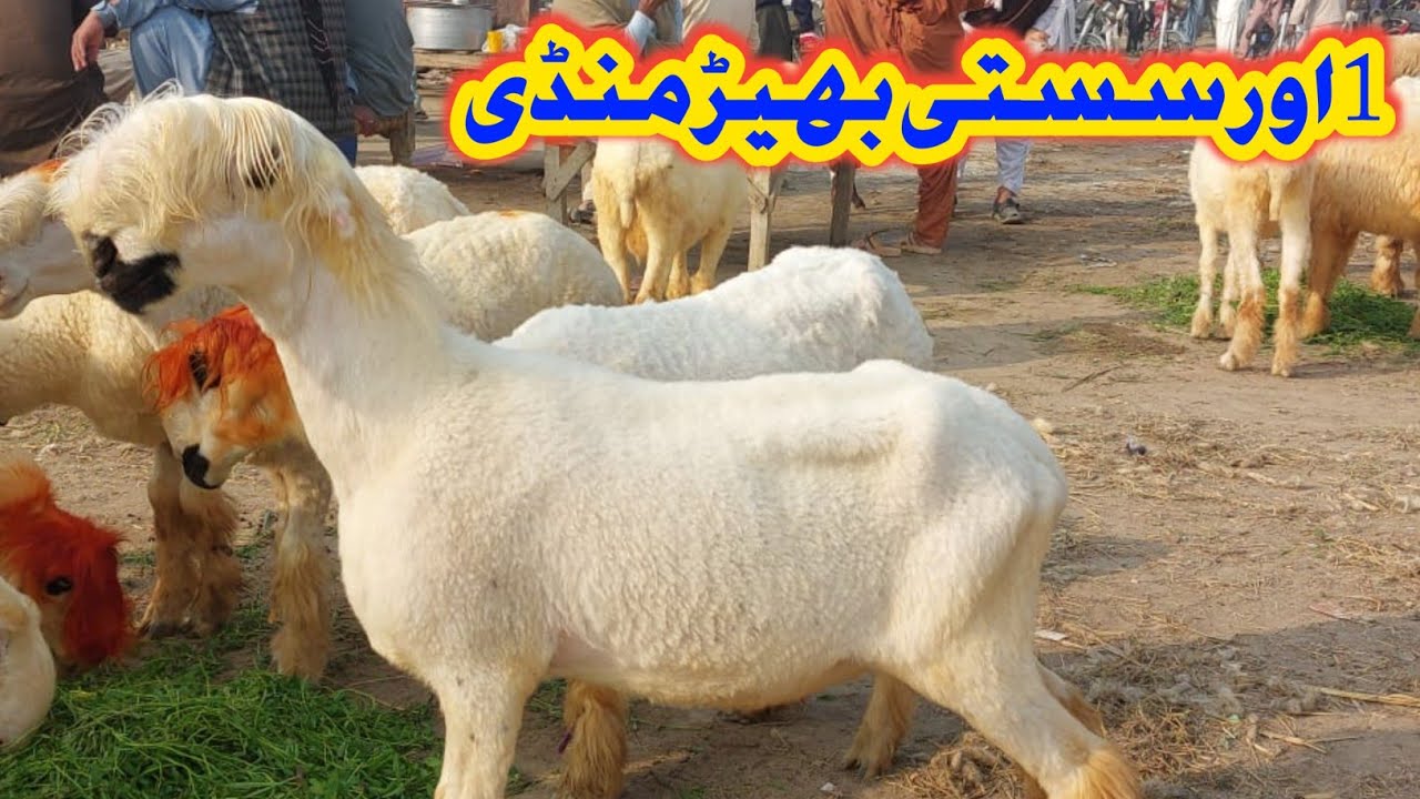 Sasti tareen sheep mandi dera ghazi khan ki Village Goat Farm  (24.03.2025)
