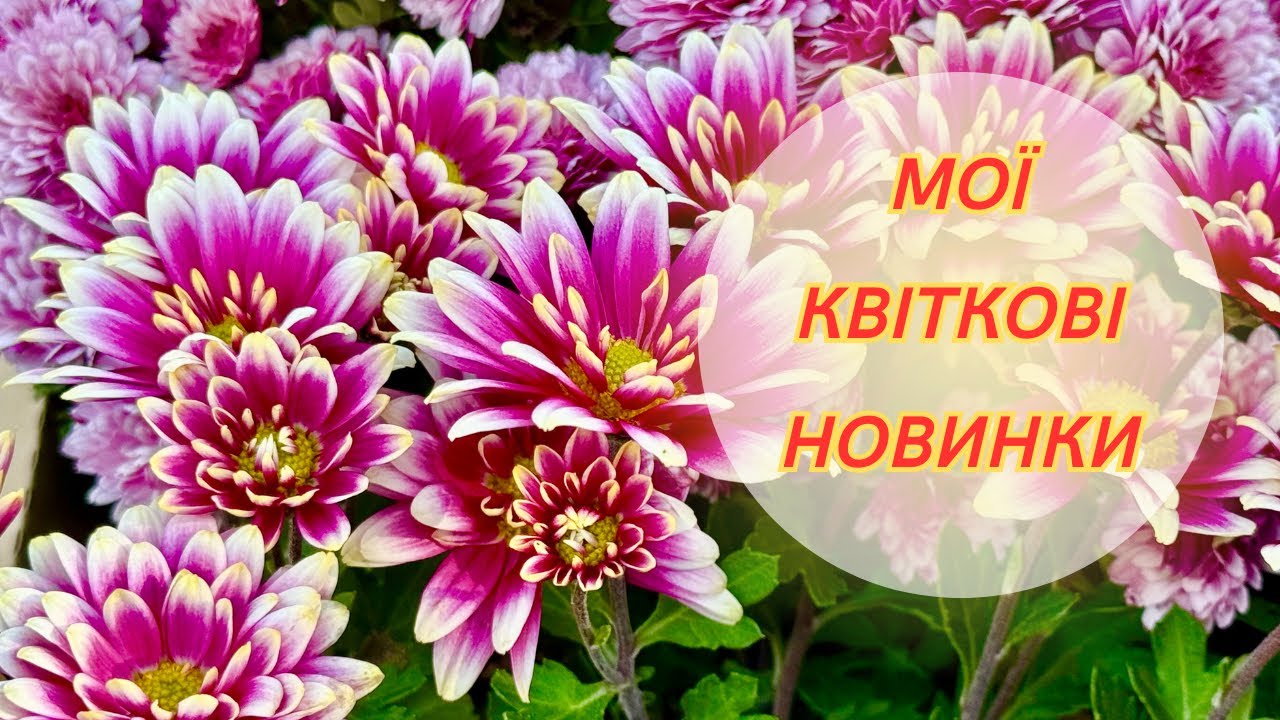 Краса пізньої осені! Невеличка розпаковка осінніх квітів! Хризантеми у всій красі!