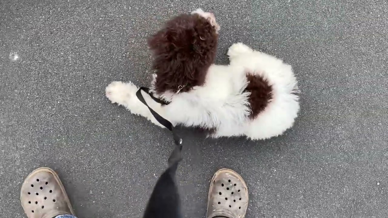 Lagotto Romagnolo Pups Lead Training - Mr Yellow