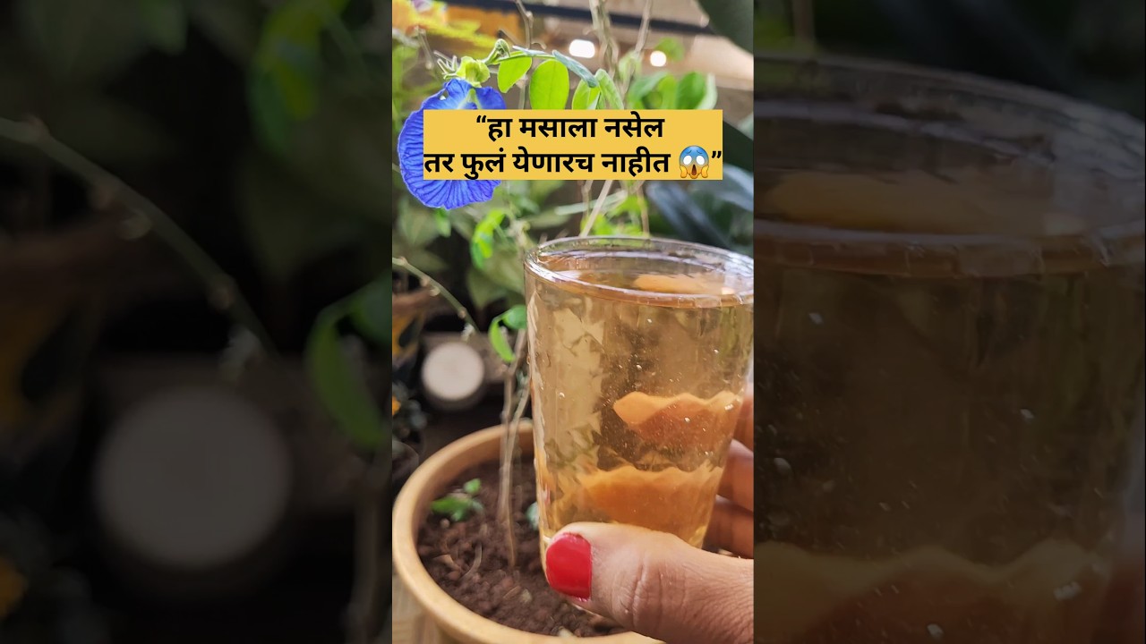 aparajita plant carebutterfly pea flower carecinnamon 