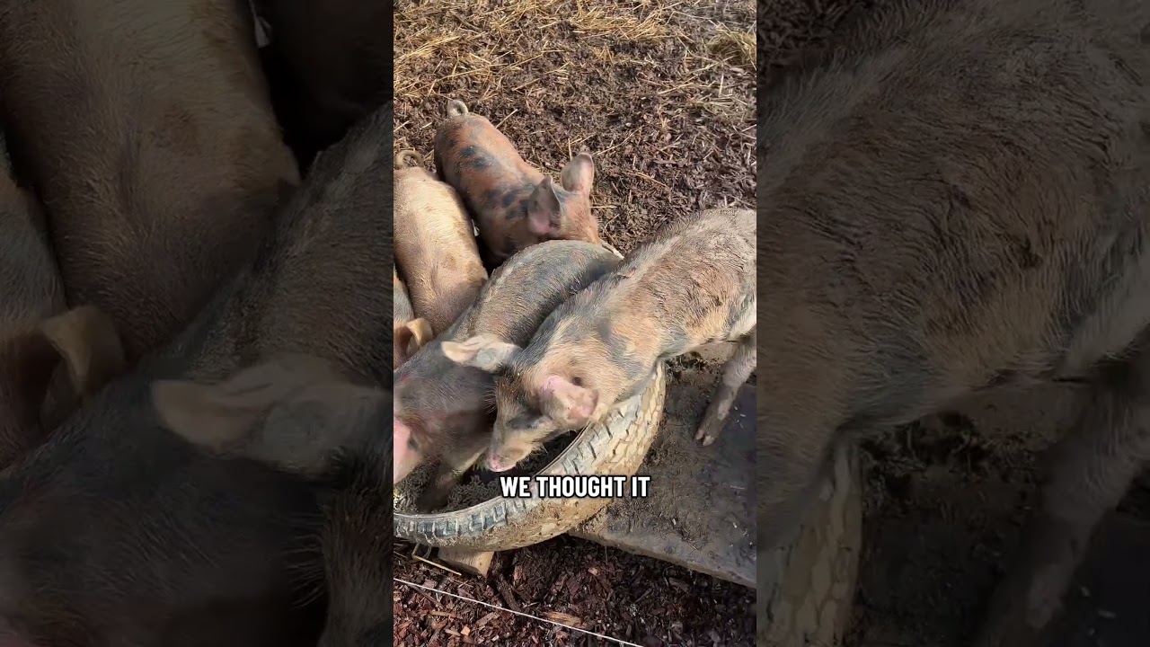 This is the good stuff 🐖 