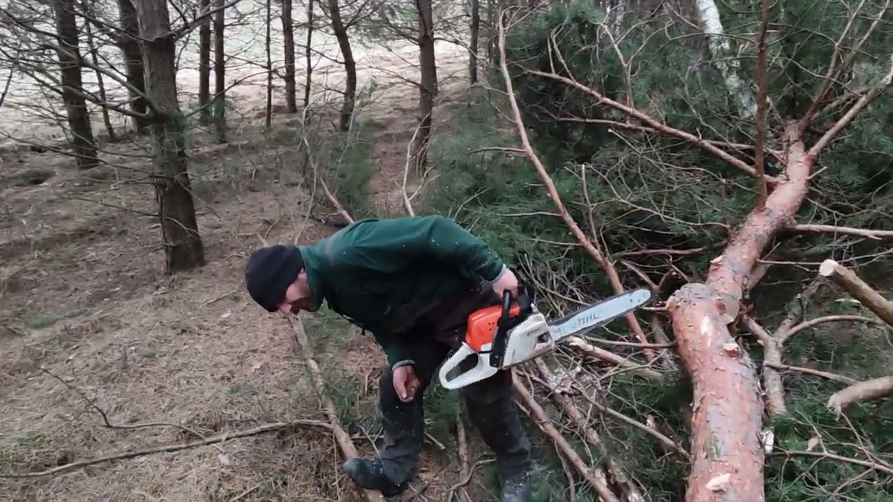 Wiosenna scinka i zrywka sosen stihl case 4x4 Akcja las