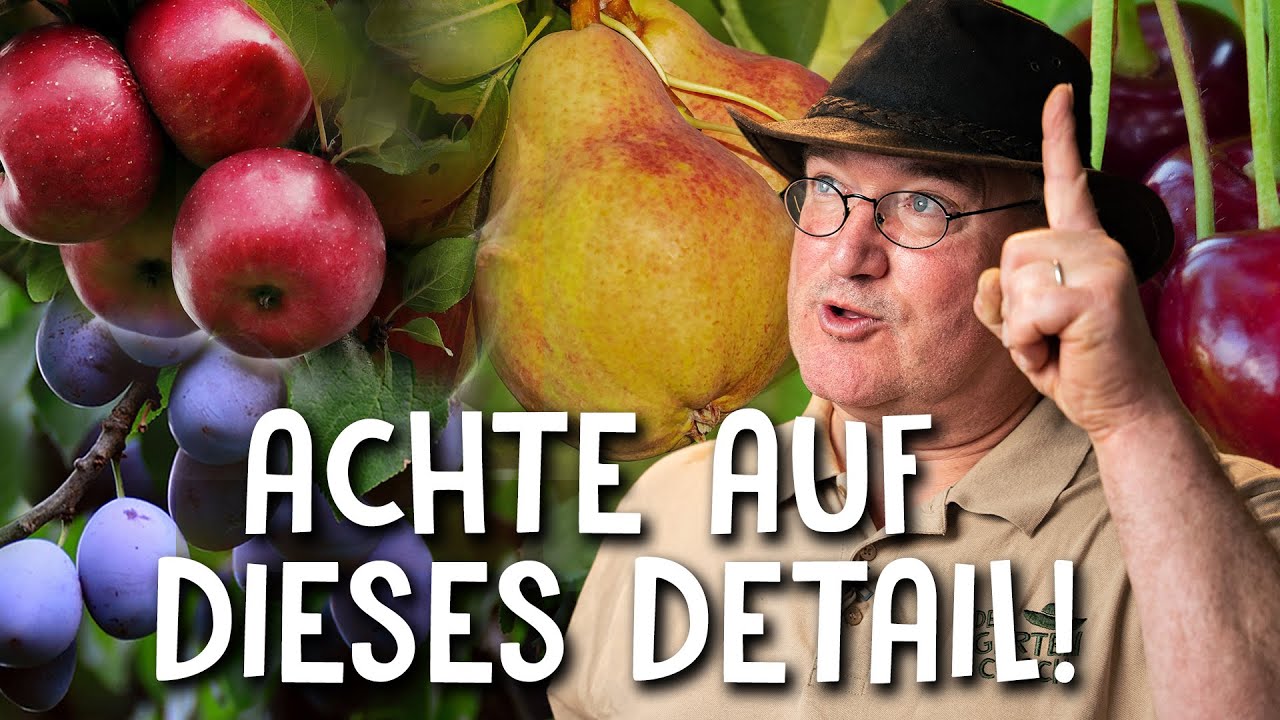 Obstbaum im Kübel halten 🍒🍑🍎 - nur so kommen Früchte an deinen Baum