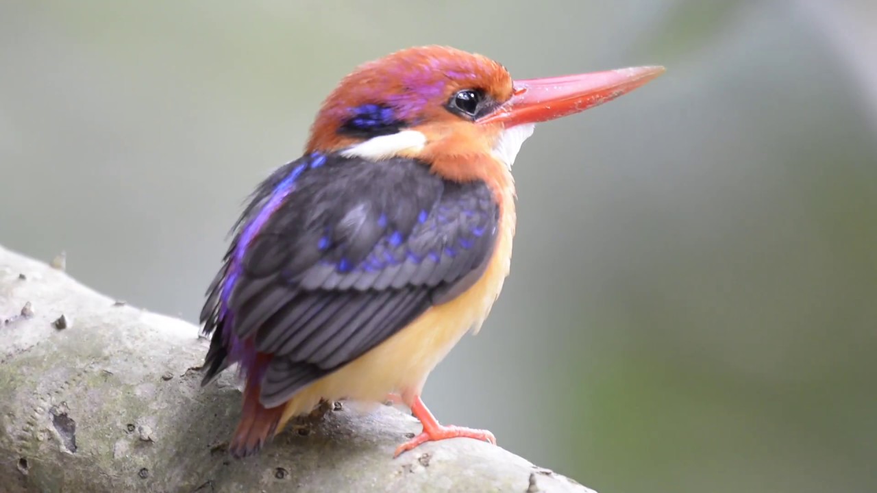 Oriental Dwarf Kingfisher