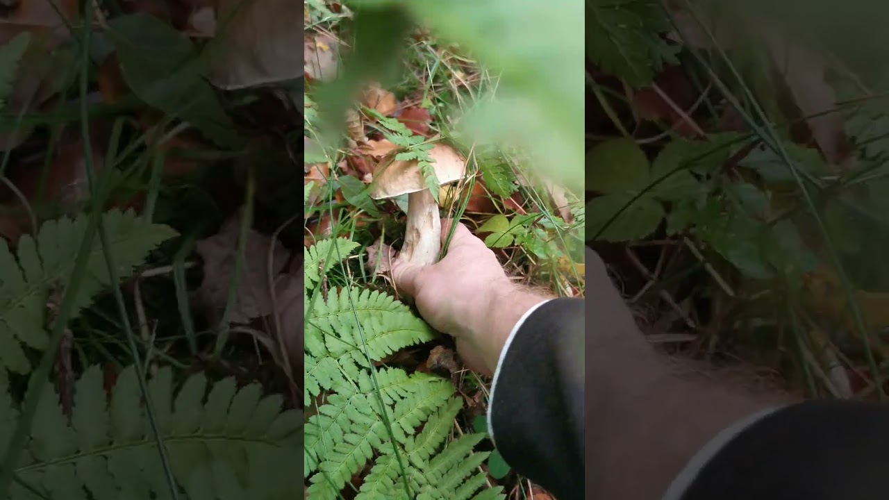 Cepes 2023  #mushrooms #champignons #cepes #ciuperci #hribi #nature #грибы #bolet #funghi #vosges