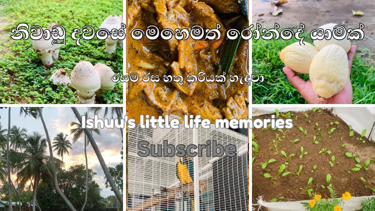 🌸 අපේ ජීවිත වලට මේ වගේ කාලයන් එන්න ඕන ජීවිතේ මොනතරම් අමාරුයිද කියලා තේරුම් ගන්න 😌 VLOG 06