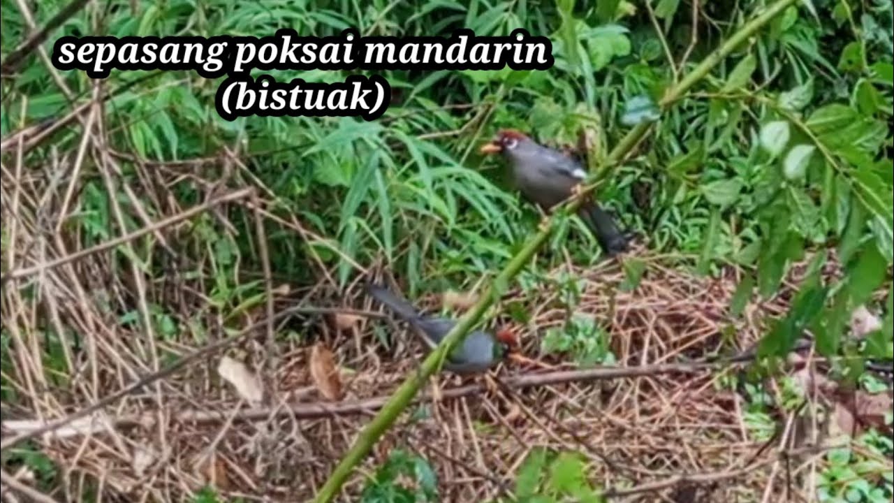 POKSAI MANDARIN DI ALAM