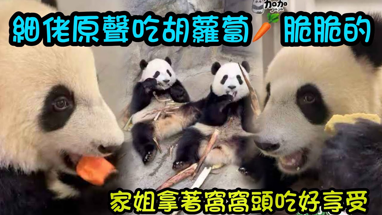 1月20日   細佬吃胡蘿蔔嘎嘣脆🥕好美味，家姐吃窩窩頭好享受，奶媽給兩姐弟投餵竹葉，逐漸增加竹葉進食量#大熊貓家姐細佬#大熊貓加加得得 #panda