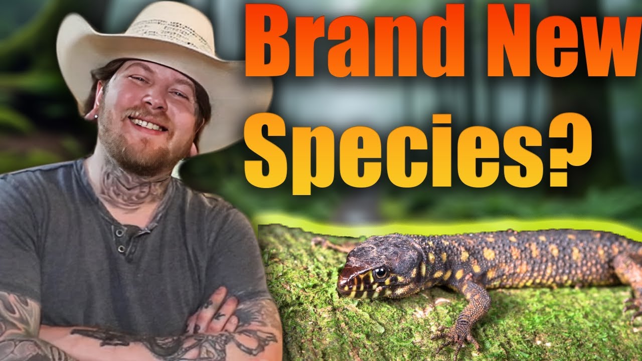 Ive Never Seen This Lizard In The 10 Years Ive Been Keeping.. So I Bought It