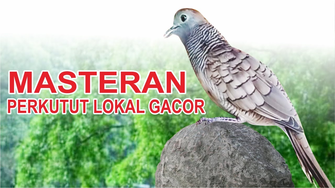 LIVE masteran Perkutut Lokal Gacor