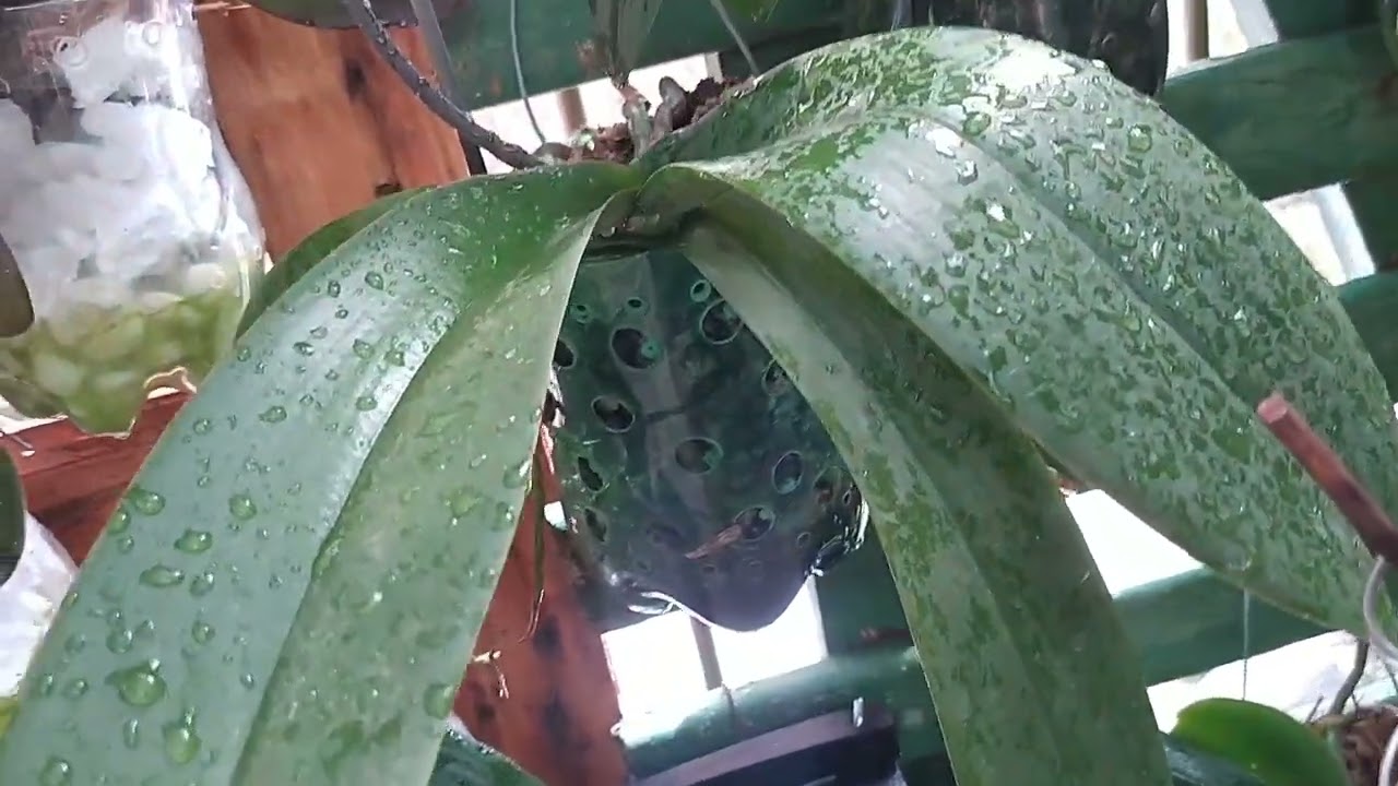 A phalaenopsis tem época de floração????