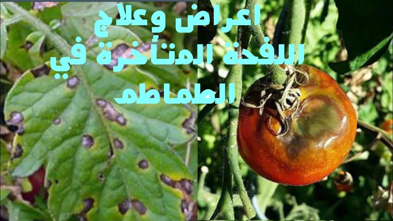 اللفحه المتأخرة في الطماطم حصريا على قناة الزواوي الزراعية