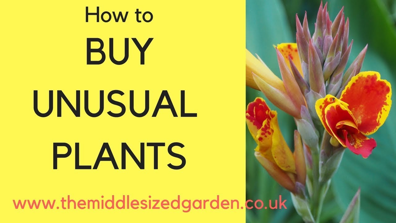 How to buy rare plants...