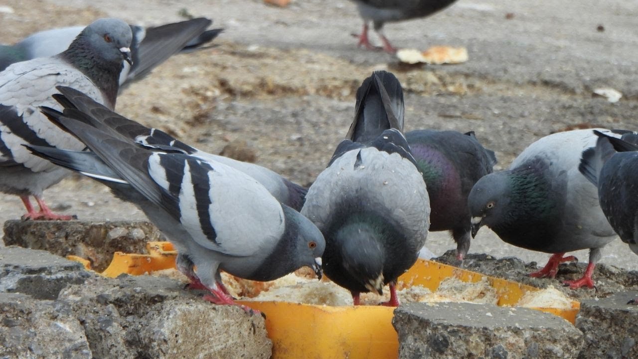 PIGEONS HAVING THEIR MORNING BREAKFAST | (Bird, bird sounds, nature videos, CAT TV )