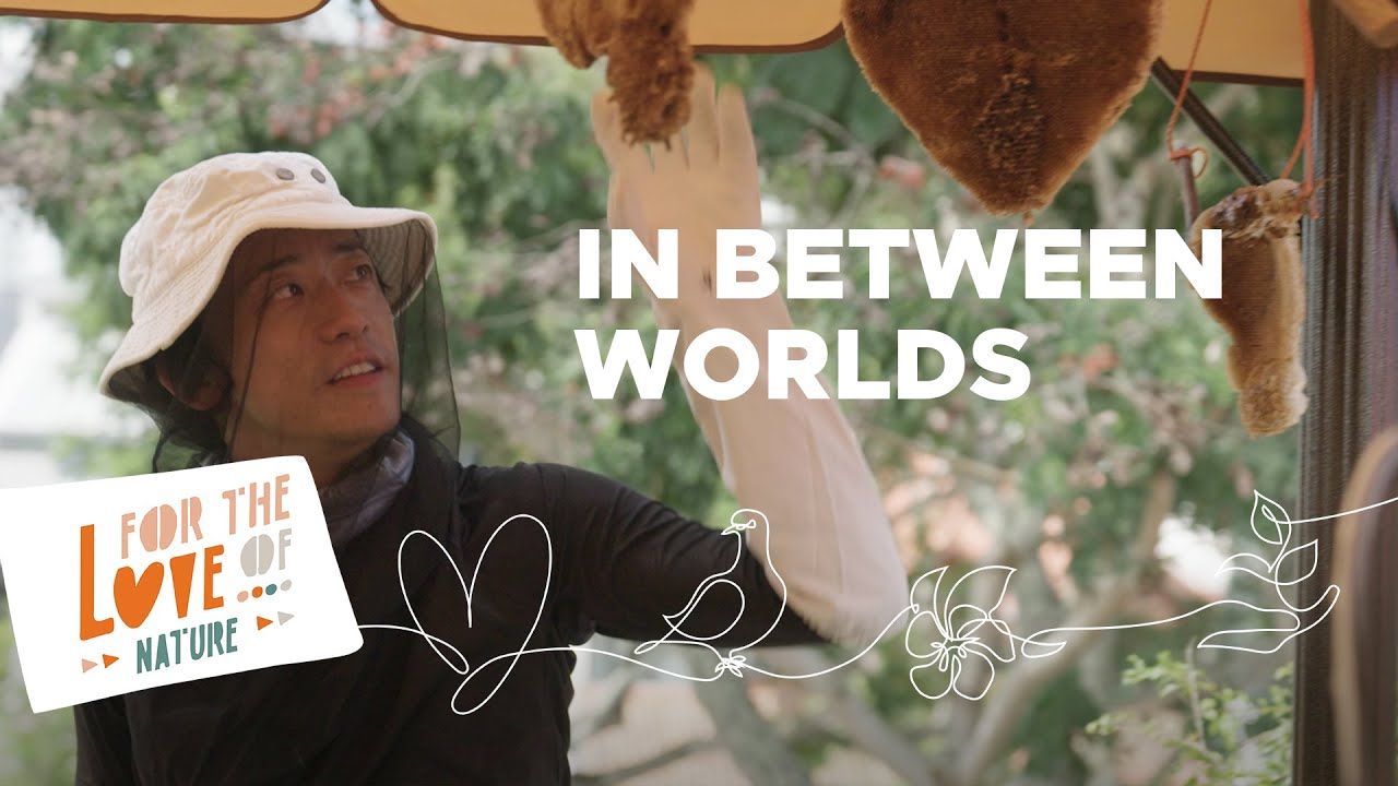 Bees don’t always sting: Singapore rooftop farm experience quells fears