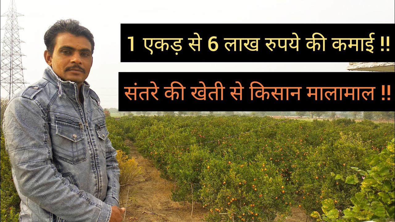 1 एकड़ से 6 लाख की कमाई || संतरे की खेती से किसान मालामाल || Orange Farming || Hello Kisaan