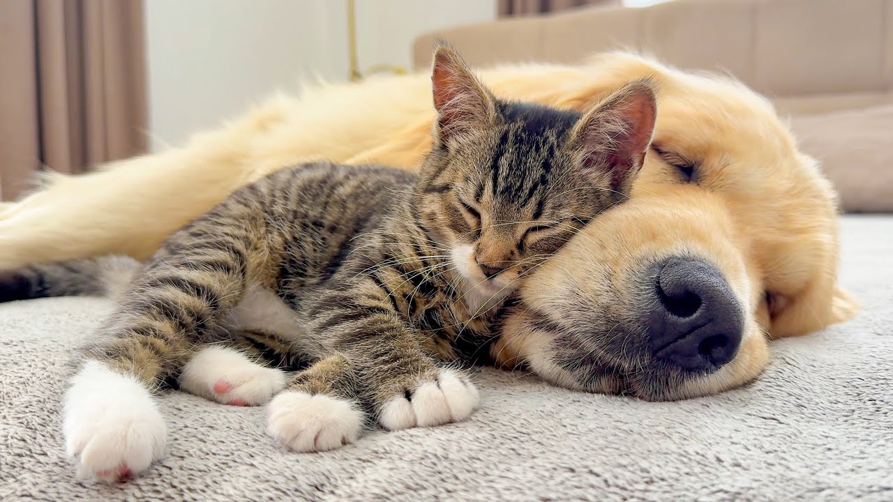 Adorable Kitten Won't Sleep Without His Golden Retriever!