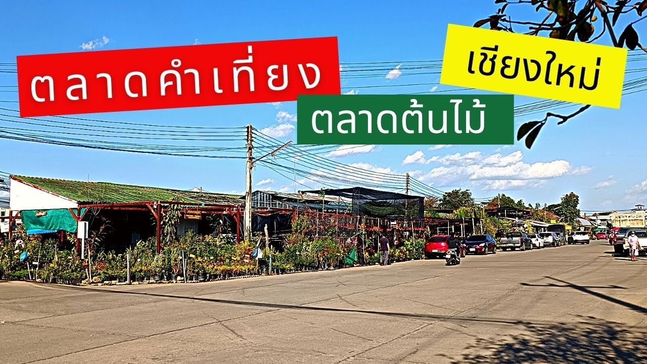 ตลาดคำเที่ยง ตลาดต้นไม้ใหญ่ที่สุดในจังหวัดเชียงใหม่