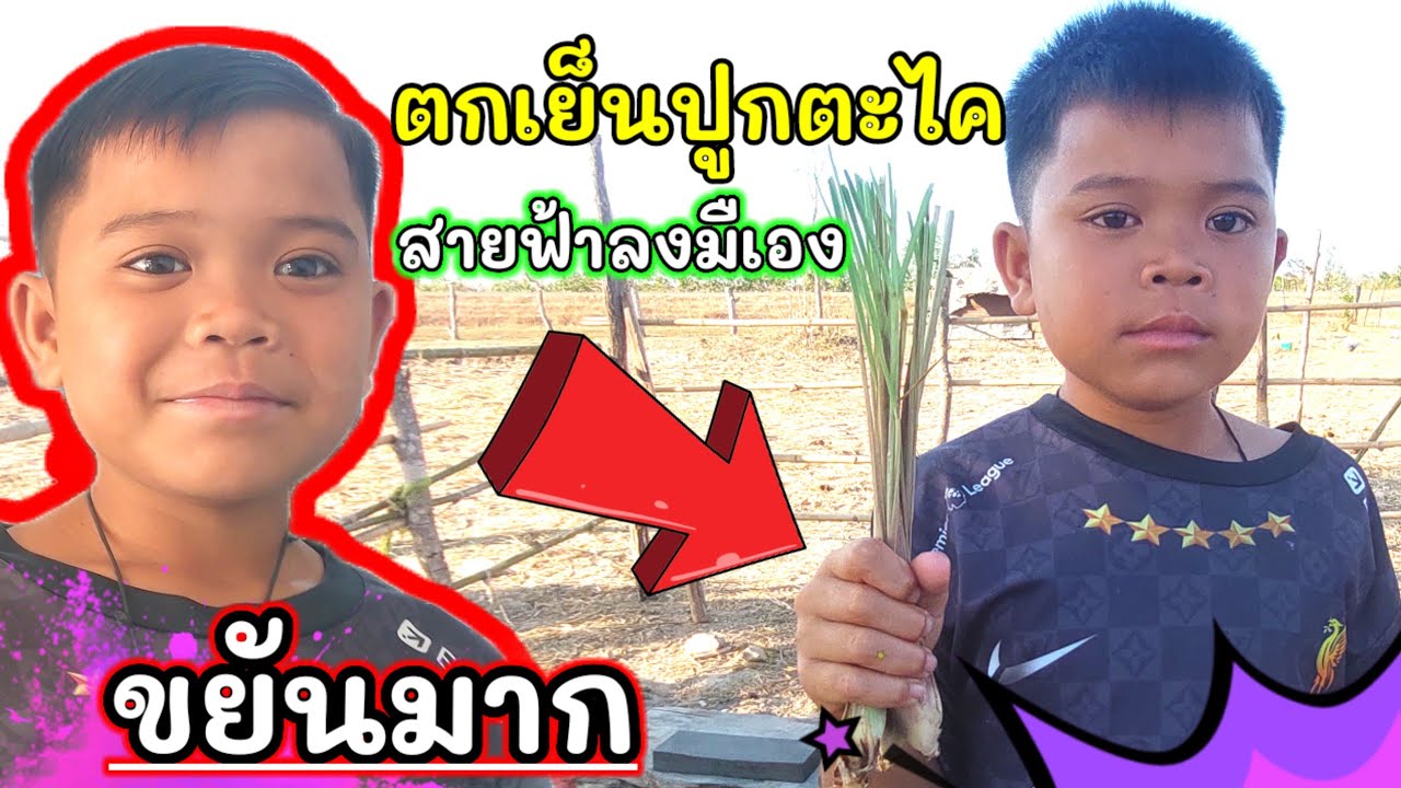 น้องสายฟ้าขยันมากตกเย็นปลูกตะไคร้ #บ่าวบ่างbangchannel 