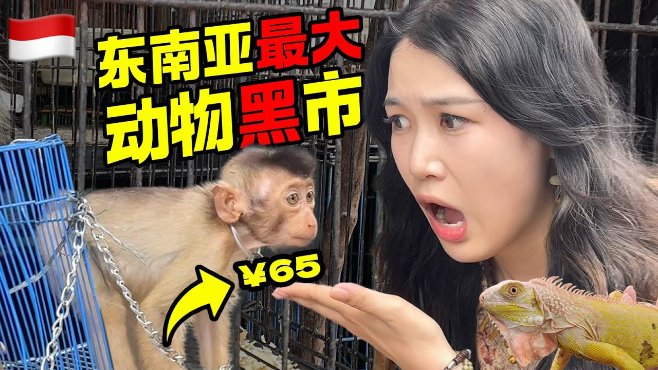 一只猴子65元！探访东南亚动物黑市：价格低到难以置信！Monkeys for $9: Inside Southeast Asia's Shocking Wildlife Black Market