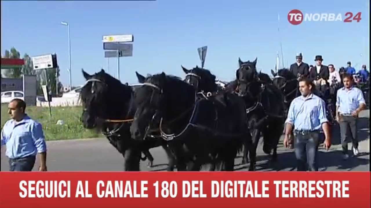 NOCI RADUNO DEL CAVALLO MURGESE