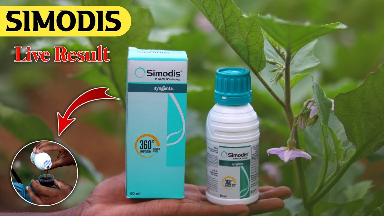 Simodis Insecticide Ka Live Result देखकर होश उड़ जाएगा || Syngenta Simodis New Product 😱