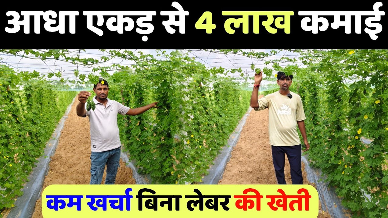 किसानों की किस्मत बदल देने वाली फसल यह खेती बनाएगी लखपति | Machan vidhi se karela ki kheti