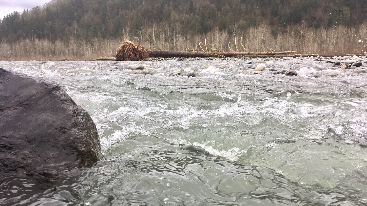 Vedder River Report - Mar. 12, 2017