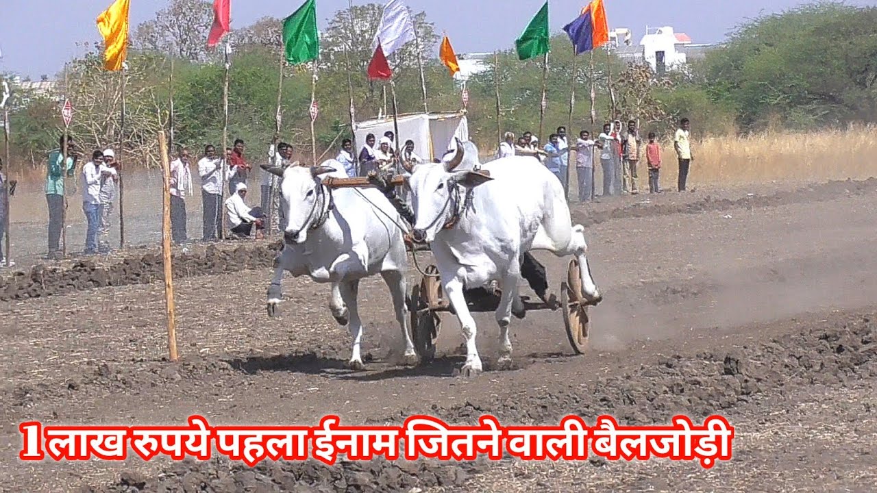 1 लाख पहला ईनाम जितने वाली बैलजोड़ी दौड़ यवतमाल अजीम पटेल बिहिरिया चपटी डुंगरिया वाला 6.21 second
