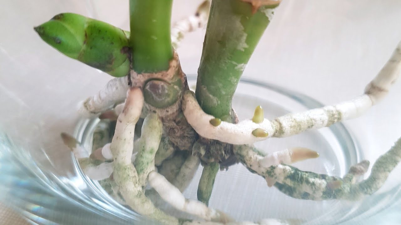 兰花水培尝试