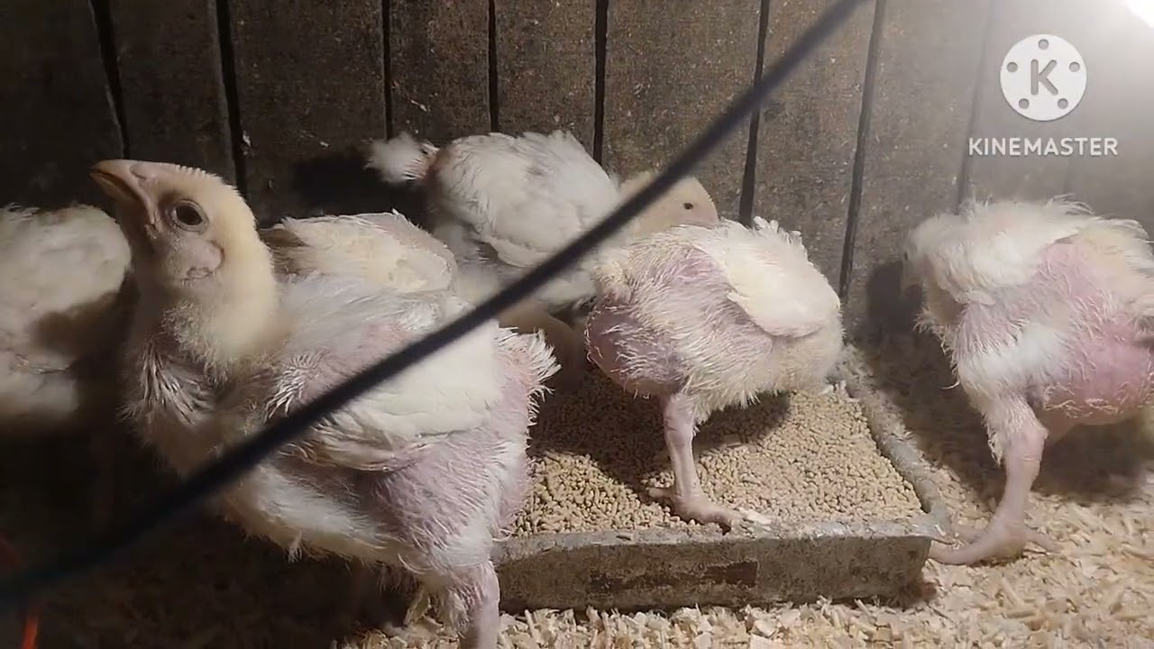 لاحول ولا قوة الا بالله 🥹صحيت من الفجريه قلت اطلع الفراخ لقيت حاجه مقنتش أتوقعها 🤔