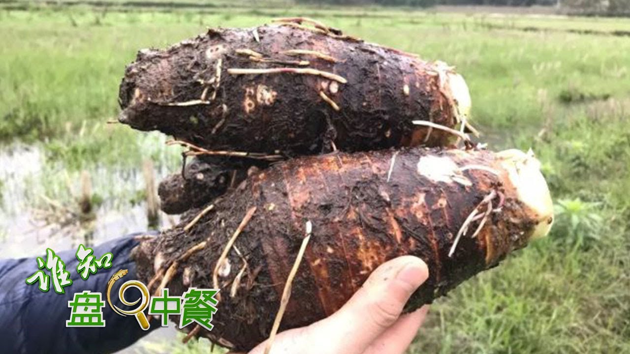 杂草丛生的田地里也能长出好芋头？荔浦芋头的种植环境竟然如此与众不同！| 「谁知盘中餐」20230108