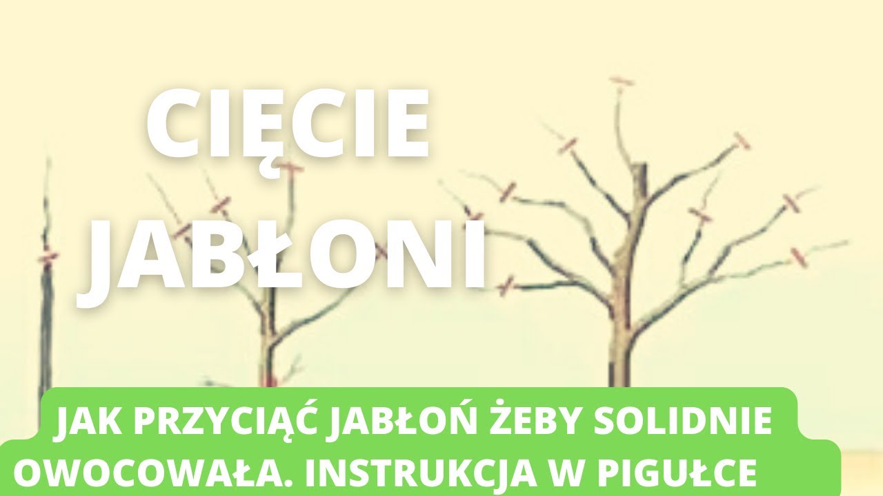 Cięcię jabłoni. Jak przyciąć jabłoń, żeby miała duże i smaczne jabłka.