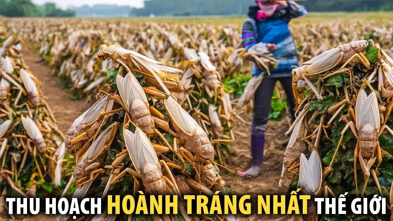 15 Vụ Thu Hoạch ‘Hoành Tráng’ Nhất Thế Giới Khiến Bạn Phải Thốt Lên Vì Bất Ngờ