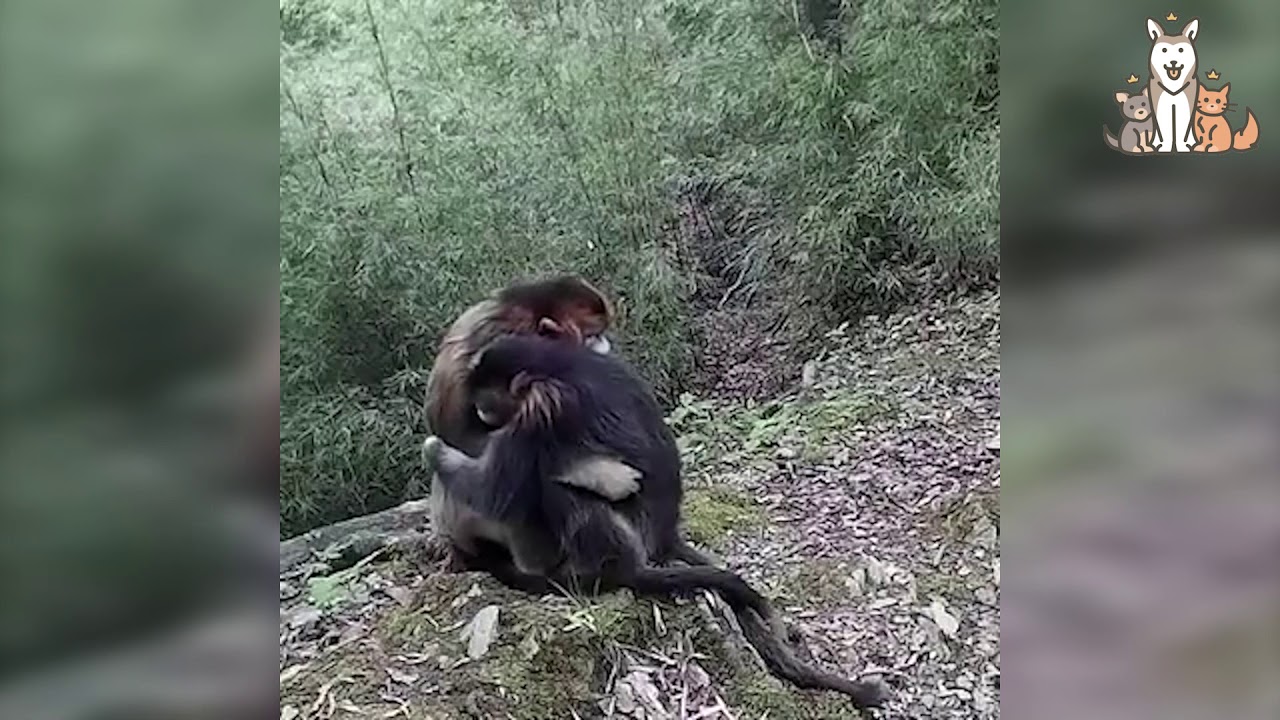 Two endangered golden monkeys hugging. Because sometimes you just need a hug