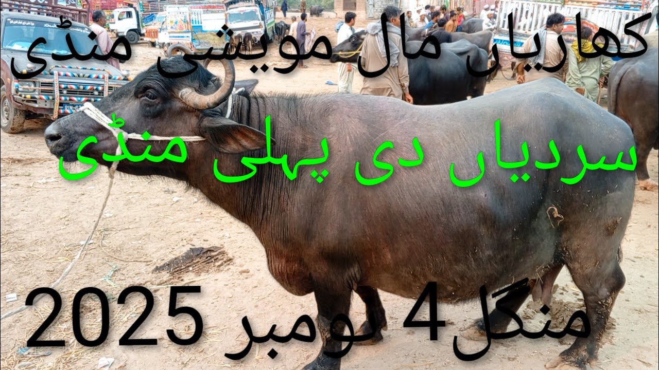 کھاریاں مویشی منڈی/منگل4نومبر2025/Kharia Mandi /Kharia Mall Mandi /Punjab Mandi /Animal /Animal /zin