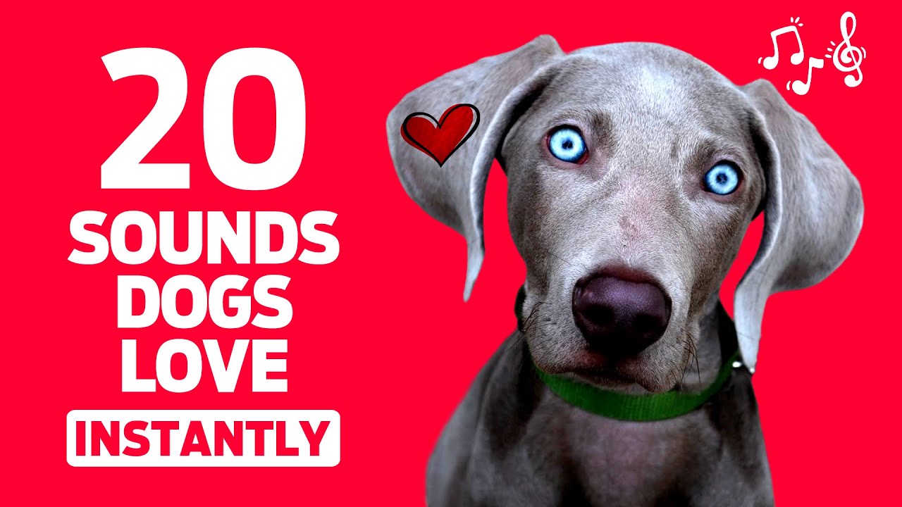 20 Sounds Dogs Love INSTANTLY 📣🐶❤️