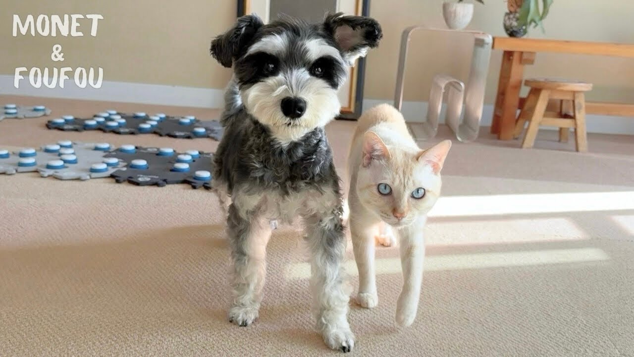 おやつの約束、守らないと…しゃべる犬の反応が想像以上だった｜台湾生活