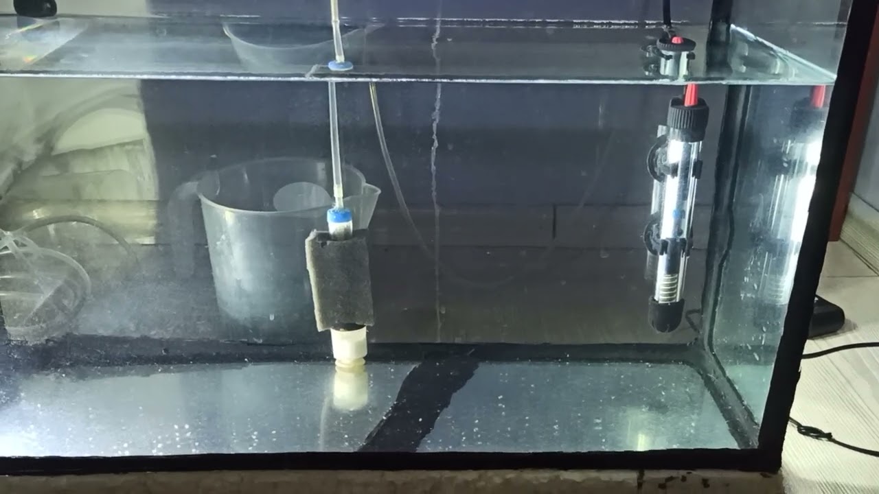 trans genetik tetra yavrulari 5 gün üretim