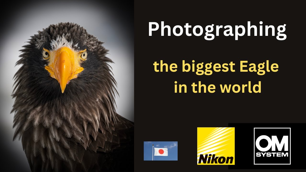 Мое первое грандиозное приключение по фотосъемке птиц на Хоккайдо, Япония!