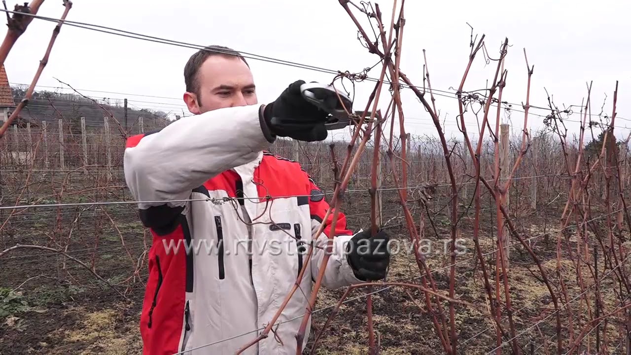 Orezivanje vinove loze