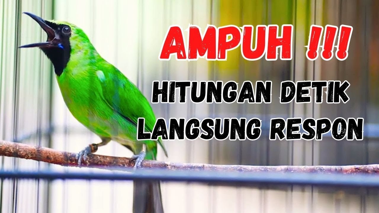 Langsung Mau Jamtrok !! Cucak Ijo Gacor Full Isian Tembakan, Ampuh Untuk Pancingan Cucak Ijo Lomba!