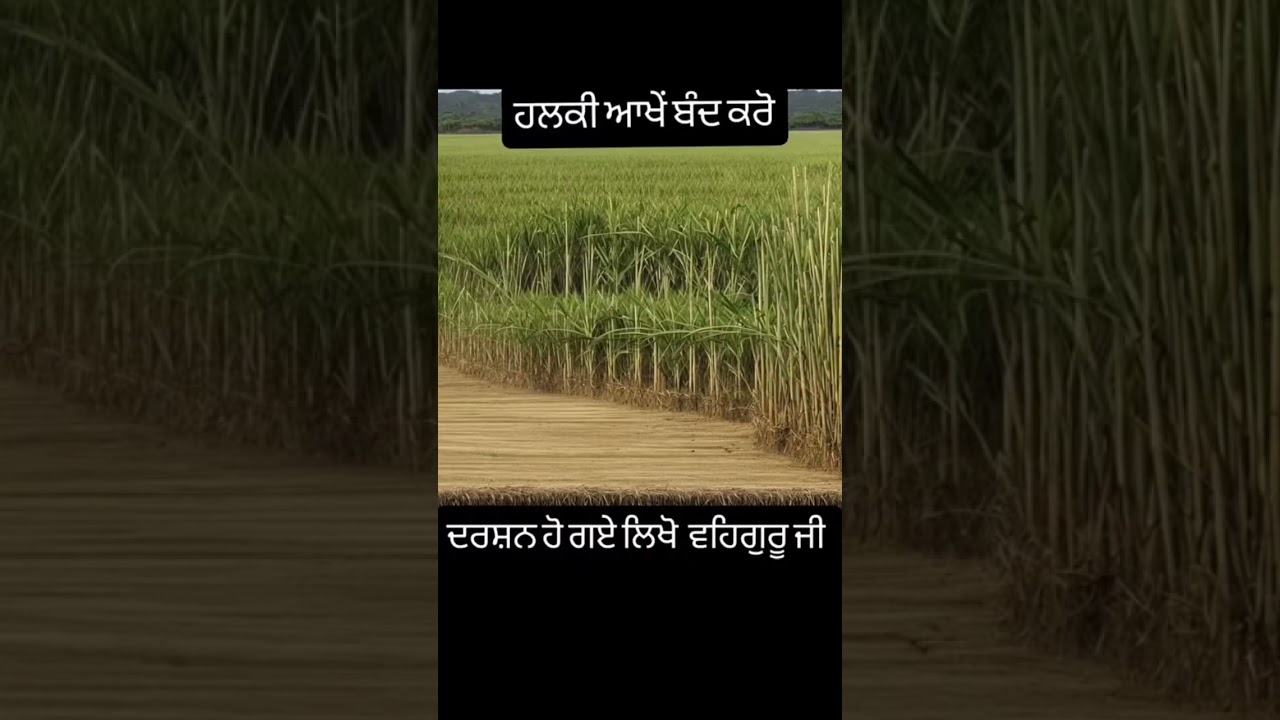🙏❤️ #wmk #waheguruji #gurbanishabad #sikhpost#trendingshorts#ytshorts#ytviral#likeforlikes#subscribe