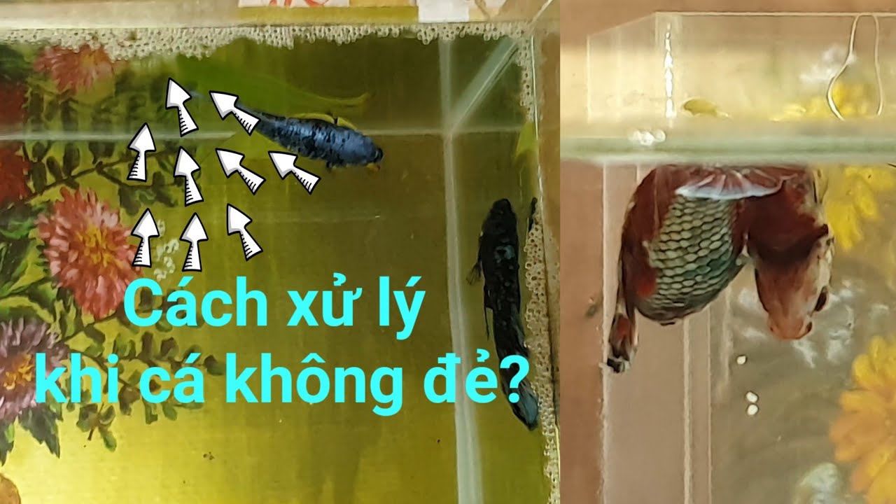 Cách ép cá betta: quá trình đẻ và cách xử lý khi cá betta không đẻ? (Phần 5)