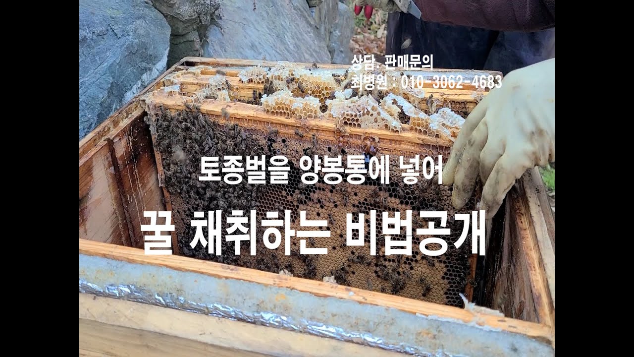 꿀 채취하는 비법공개2