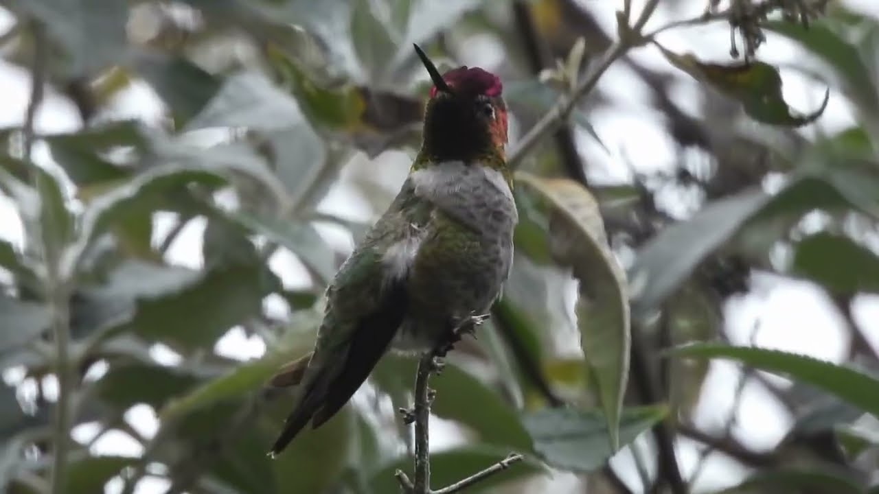 Hummingbird Stuff